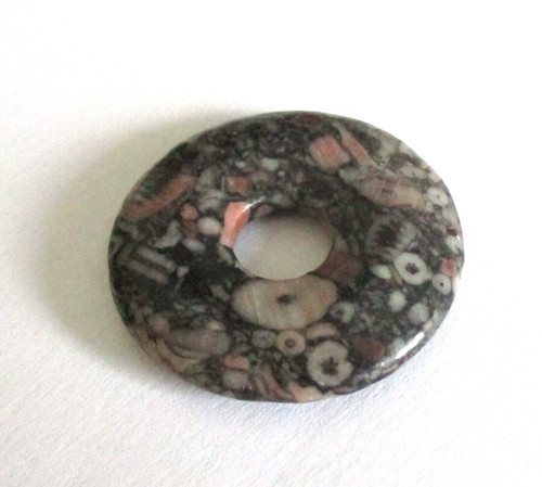 Donut seelilie trochit - seelilie, ~