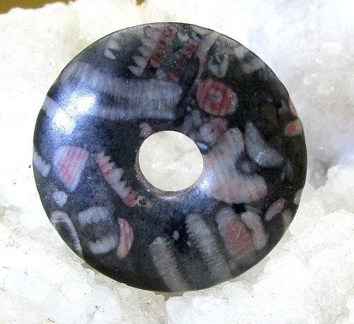 Trochit seelilie donut 30 - ,