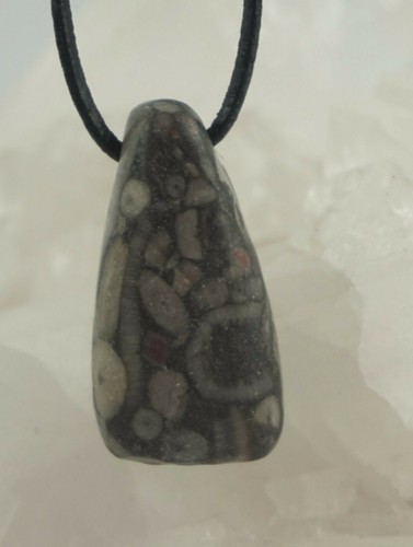 Trochit seelilie anhänger - trochit,